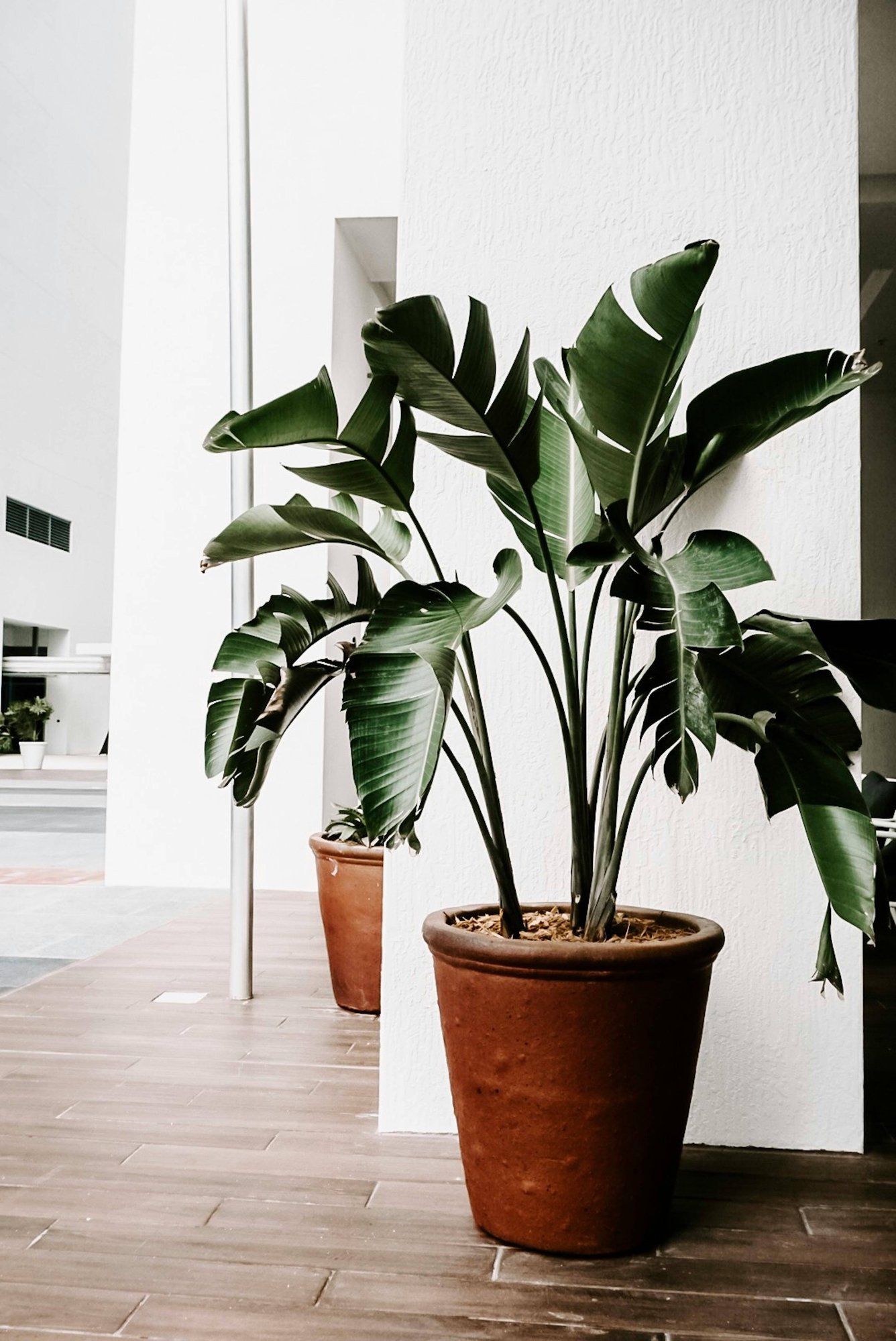 green indoor plant